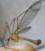 Tipula lunata
